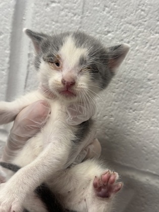 Shelter Stray Male Cat last seen Near S Loudon Ave, 21229, MD, Baltimore, MD 21230