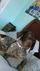 Lost Female Dog last seen South Pittsburgh mountain, South Pittsburg, TN 37380