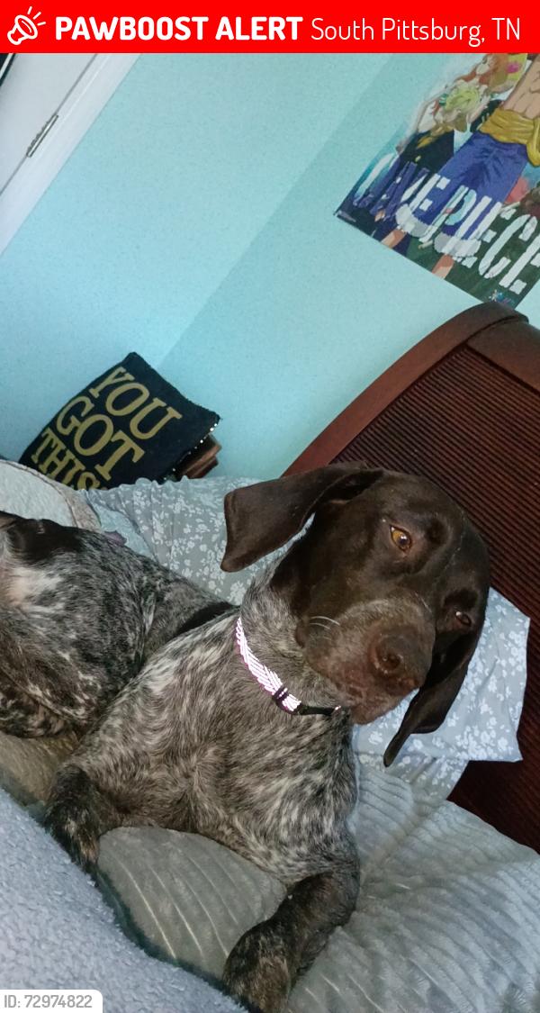 Lost Female Dog last seen South Pittsburgh mountain, South Pittsburg, TN 37380