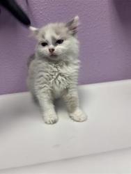 Shelter Stray Female Cat last seen El Paso, TX 79915, Fort Bliss, TX 79906