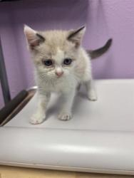 Shelter Stray Female Cat last seen El Paso, TX 79915, Fort Bliss, TX 79906