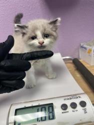 Shelter Stray Male Cat last seen El Paso, TX 79915, Fort Bliss, TX 79906