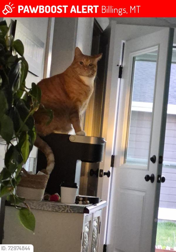 Lost Male Cat last seen Annafeld Subdivision , Billings, MT 59101