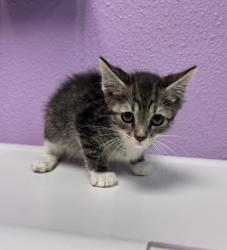 Shelter Stray Female Cat last seen El Paso, TX 79932, Fort Bliss, TX 79906