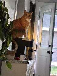 Lost Male Cat last seen Annafeld Subdivision, Billings, MT 59101