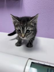 Shelter Stray Female Cat last seen El Paso, TX 79932, Fort Bliss, TX 79906