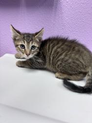 Shelter Stray Male Cat last seen El Paso, TX 79932, Fort Bliss, TX 79906