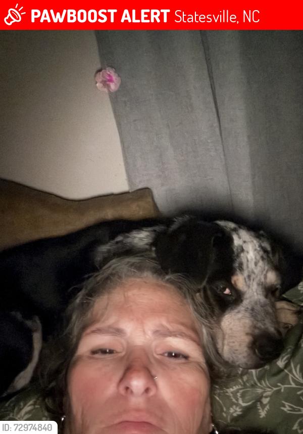Lost Male Dog last seen Braod st , Statesville, NC 28625