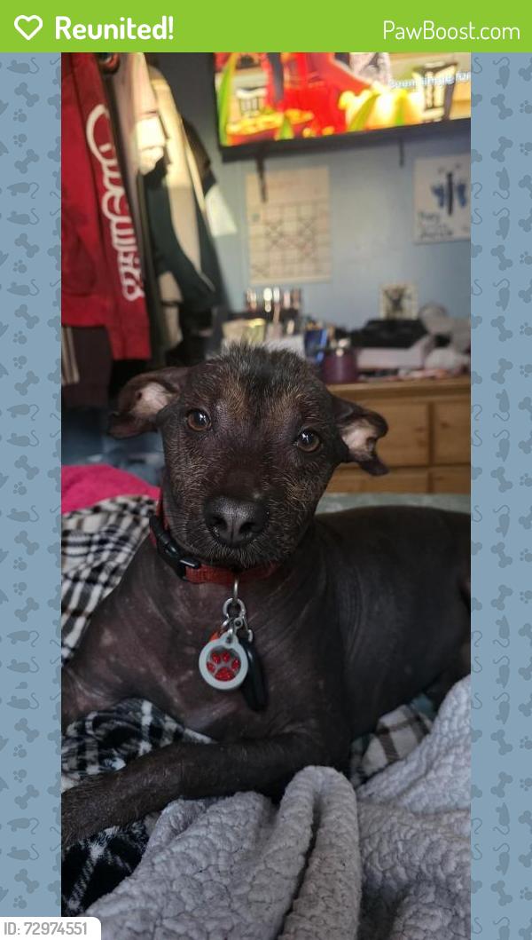 Reunited Male Dog last seen Haster and lampson , Garden Grove, CA 92840