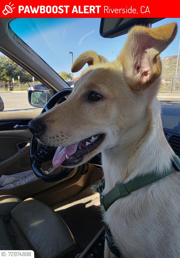 Lost Male Dog last seen Sycamore Canyon Park , Riverside, CA 92507