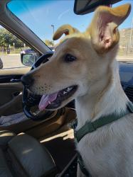 Reunited Male Dog last seen Sycamore Canyon Park , Riverside, CA 92507