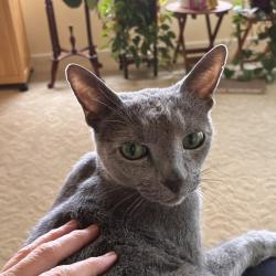Reunited Male Cat last seen Near block of E Mercer Way, Mercer Island WA, Mercer Island, WA 98040