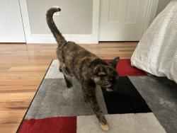 Reunited Female Cat last seen Hersey Lane and Green Rd, Newmarket, NH 03857