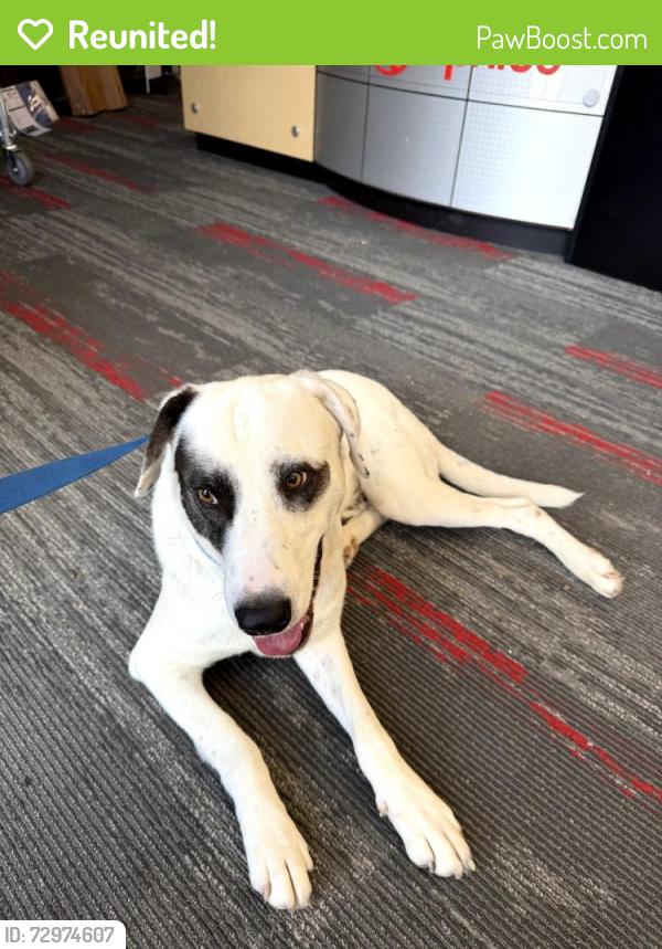 Reunited Male Dog last seen Braker and Metric, Austin, TX 78758