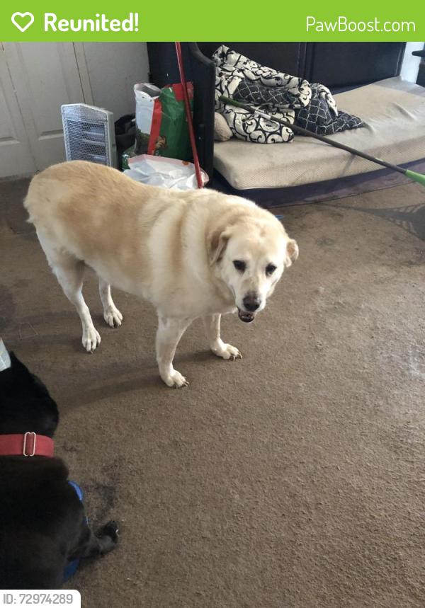 Reunited Male Dog last seen Little rd / castle creek, Arlington, TX 76017