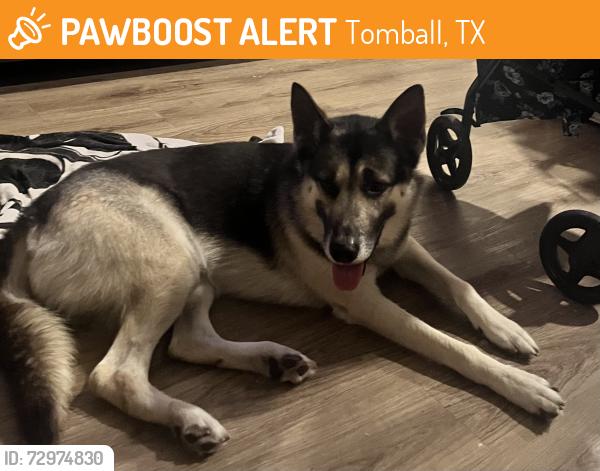 Found/Stray Male Dog last seen Medical Complex drive and 249, Tomball, TX 77375