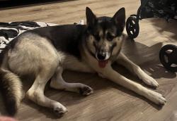 Found/Stray Male Dog last seen Medical Complex drive and 249, Tomball, TX 77375