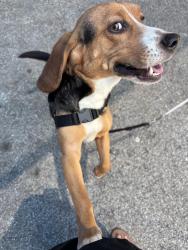 Found/Stray Male Dog last seen Hudson Bridge Rd, Stockbridge GA, Stockbridge, GA 30281