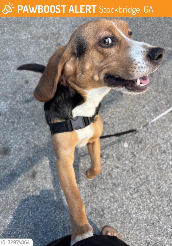 Found/Stray Male Dog last seen Hudson Bridge Rd, Stockbridge GA, Stockbridge, GA 30281