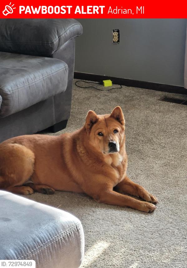 Lost Female Dog last seen Woerner rd, townline hwy, shepard rd, gilbert rd, rome rd, Adrian, MI 49221