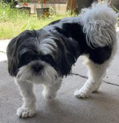 Reunited Female Dog last seen Treadgill St. & McComds St., El Paso, TX 79924