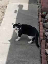 Found/Stray Unknown Cat last seen Olive and Emerald, Vista CA, Vista, CA 92083