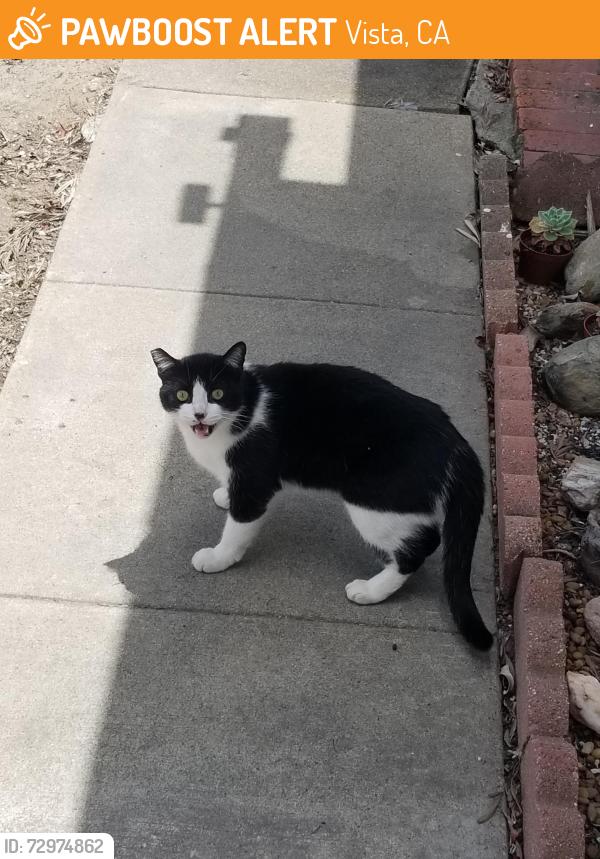 Found/Stray Unknown Cat last seen Olive and Emerald, Vista CA, Vista, CA 92083