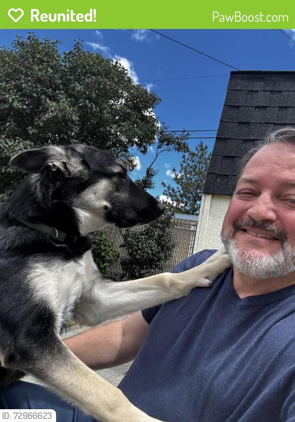 Reunited Female Dog last seen Pershing St and McKittrick, Wenatchee, WA 98801