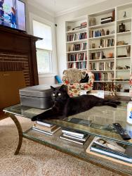 Lost Male Cat last seen Back yard of 721 Maryland Ave Norfolk VA, Norfolk, VA 23508