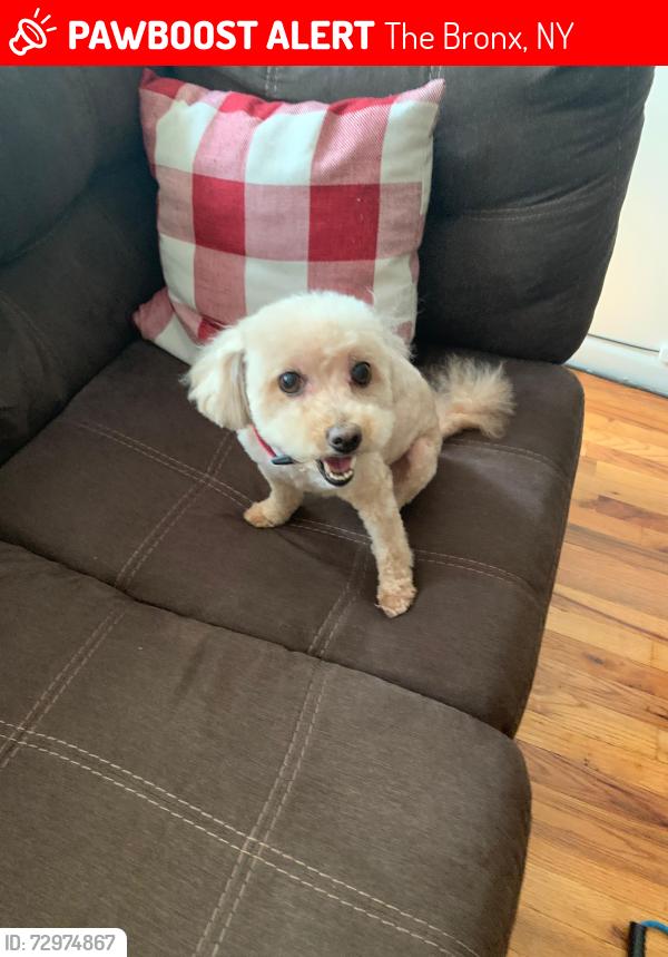 Lost Female Dog last seen Matthews, The Bronx, NY 10469