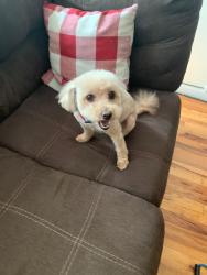 Lost Female Dog last seen Matthews, The Bronx, NY 10469