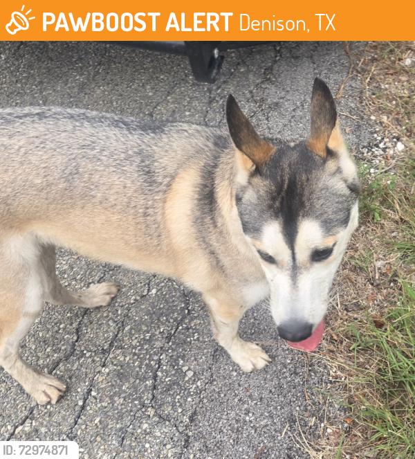 Found/Stray Male Dog last seen preston road and 406, Denison, TX 75020