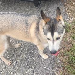 Found/Stray Male Dog last seen preston road and 406, Denison, TX 75020