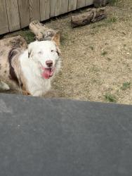 Found/Stray Male Dog last seen Lander and State St, Boise, ID 83703