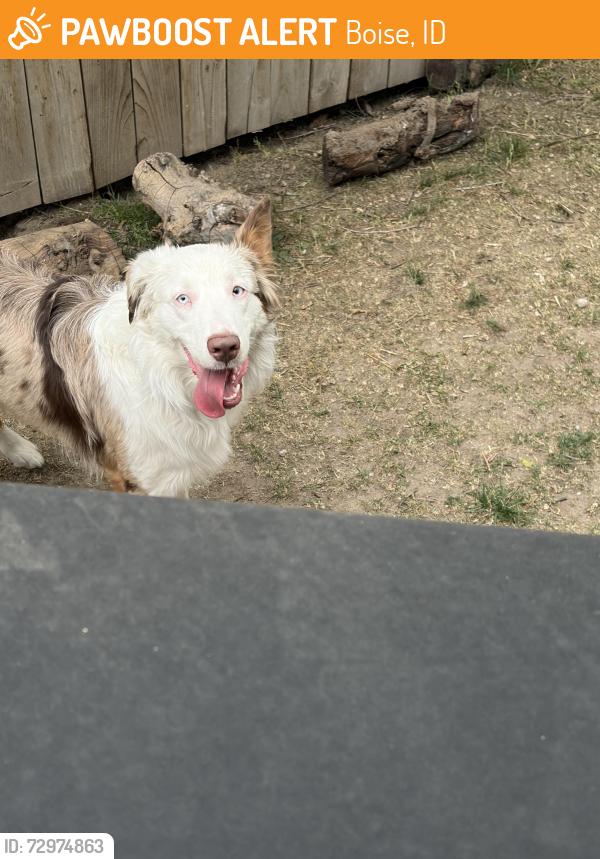 Found/Stray Male Dog last seen Lander and State St, Boise, ID 83703
