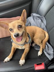 Found/Stray Male Dog last seen Prytania, New Orleans, LA 70118