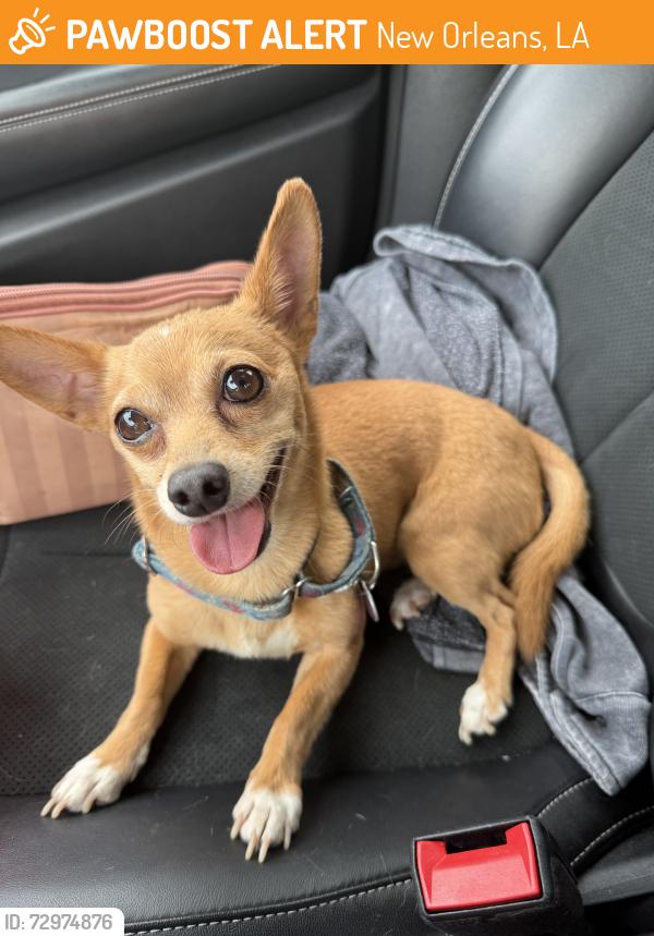 Found/Stray Male Dog last seen Prytania, New Orleans, LA 70118