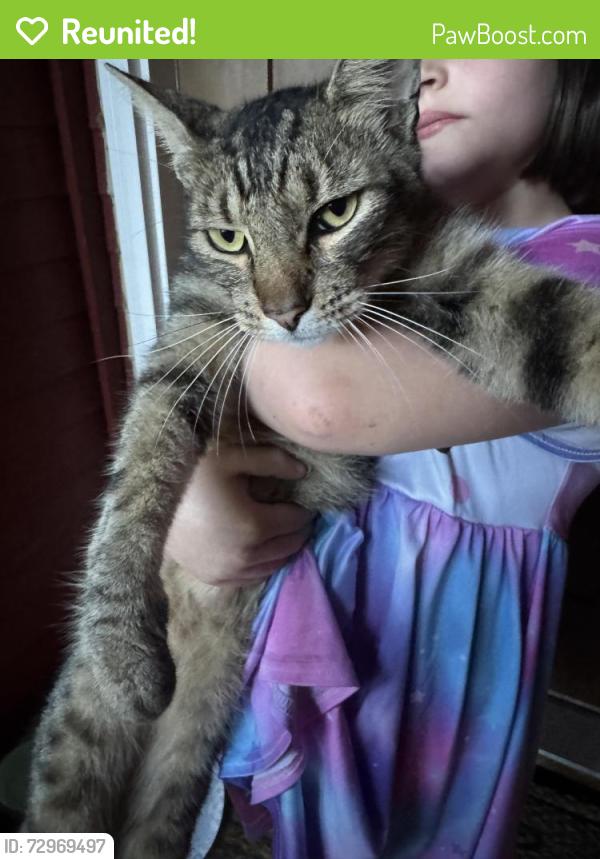 Reunited Male Cat last seen Capehill Drive, Webster, TX 77598