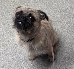 Shelter Stray Male Dog last seen Near Lion Valley Road, Escondido, CA, 92027, Escondido, CA 92027, USA