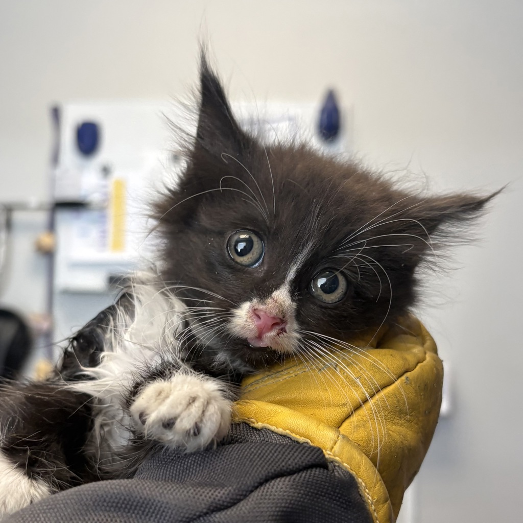Shelter Stray Female Cat last seen Near E Del Rio Street, SALT LAKE CITY, UT, 84117, 511 W 3900 S, Salt Lake City, UT 84123, USA