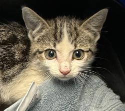 Shelter Stray Female Cat last seen street, San Diego, CA, 92109, San Diego, CA 92110