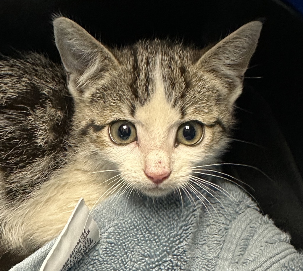 Shelter Stray Female Cat last seen street, San Diego, CA, 92109, San Diego, CA 92110