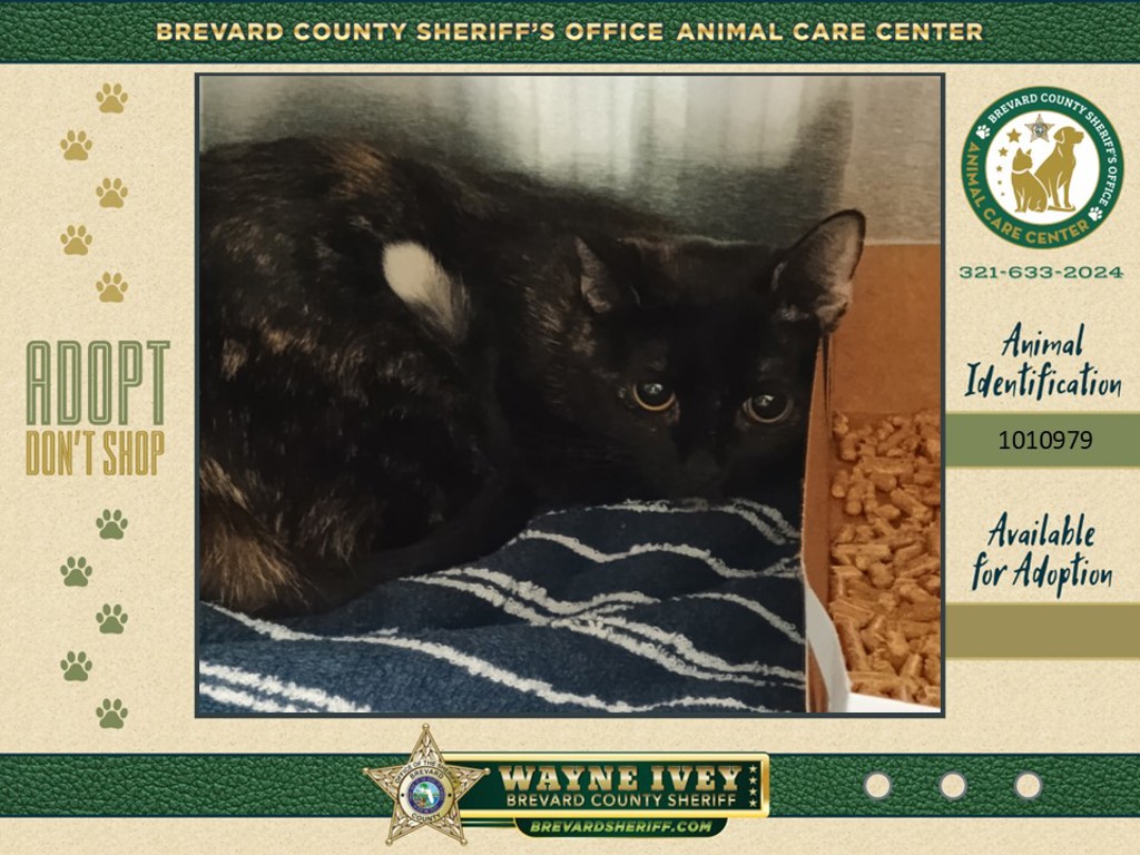 Shelter Stray Female Cat last seen Near College Avenue, COCOA, FL, 32922, Melbourne, FL 32934