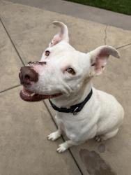 Shelter Stray Female Dog last seen Linda Vista Road, San Diego, CA, 92110, 5500 Gaines St, San Diego, CA 92110, USA