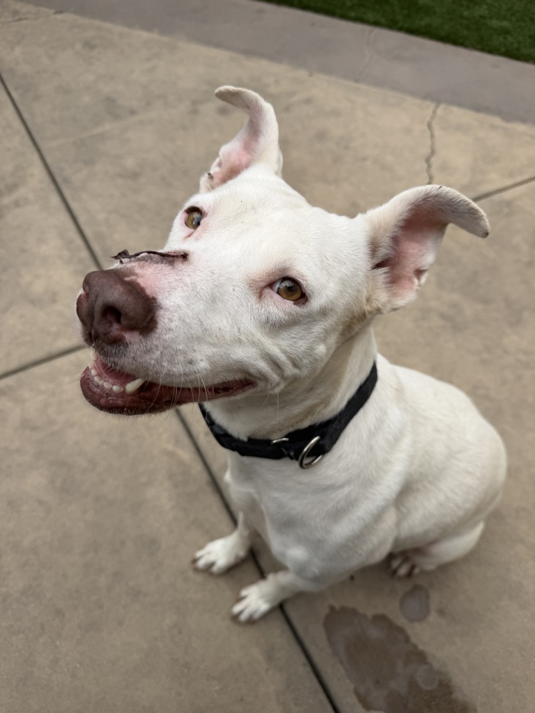 Shelter Stray Female Dog last seen Linda Vista Road, San Diego, CA, 92110, 5500 Gaines St, San Diego, CA 92110, USA