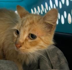 Shelter Stray Male Cat last seen Clove Street, San Diego, CA, 92106, San Diego, CA 92110