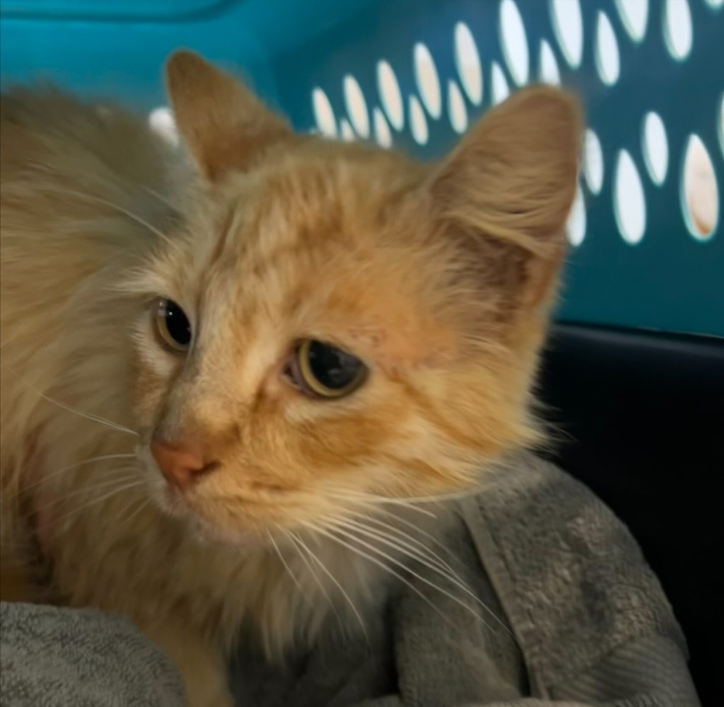 Shelter Stray Male Cat last seen Clove Street, San Diego, CA, 92106, San Diego, CA 92110