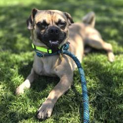 Shelter Stray Male Dog last seen Near Wisteria Way, LIVERMORE, CA, 94551, Oakland, CA 94621