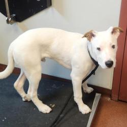 Shelter Stray Male Dog last seen Near Hesperian Boulevard, SAN LEANDRO, CA, 94578, Oakland, CA 94621