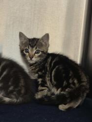 Shelter Stray Male Cat last seen Cedar Forest Way, RALEIGH, NC, 27604, Raleigh, NC 27610
